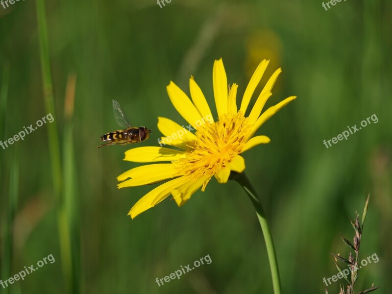 Hoverfly Insect Nature Blossom Bloom