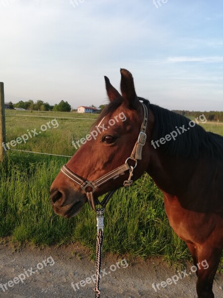 Horse Walk Halter Pony Nature