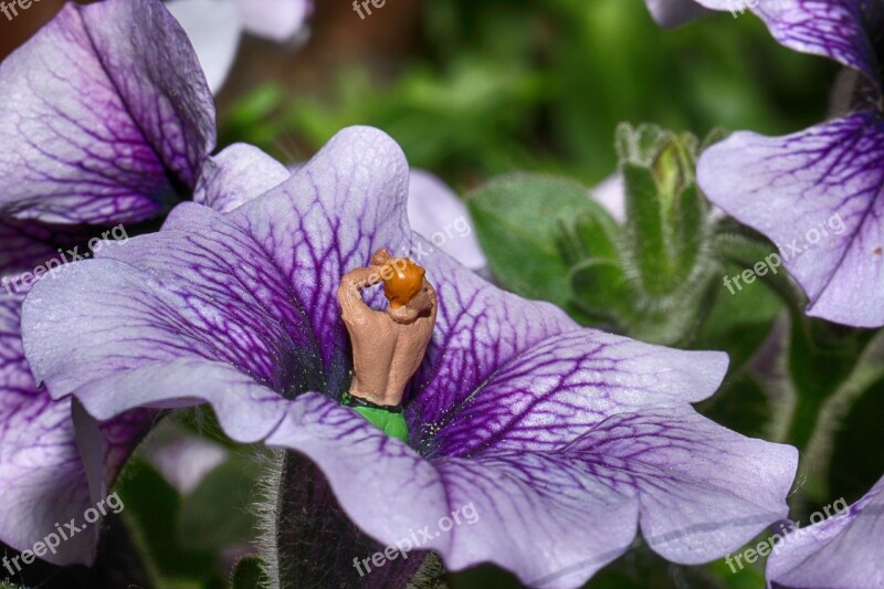 Flower Figure Miniature Plant Macro