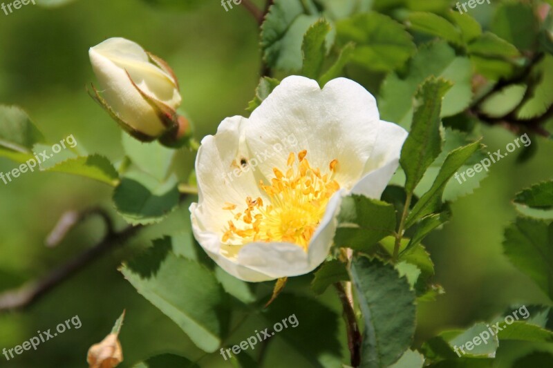 Flower Hip Rose Pink Nature