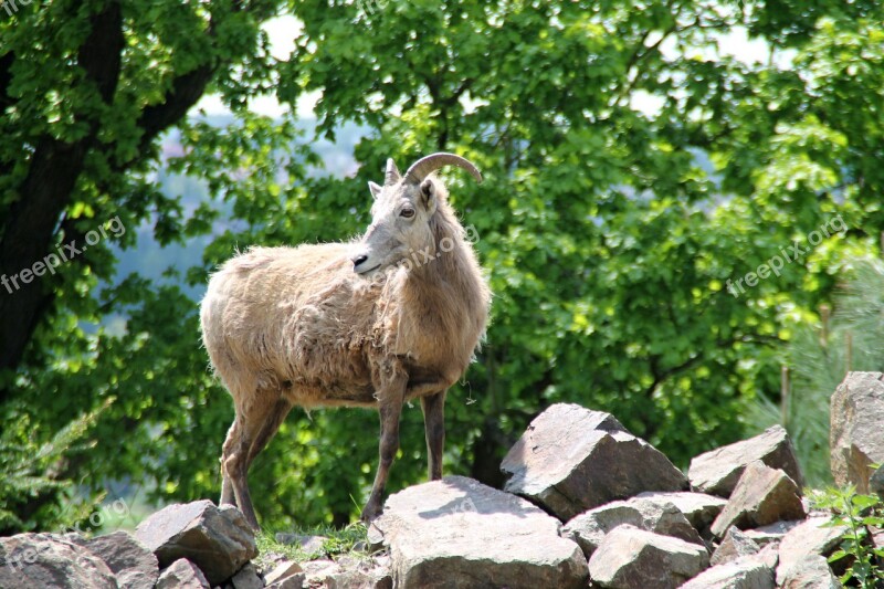 Goat Animal Zoo Mammal Corners