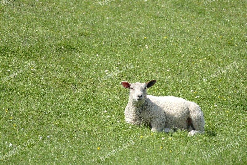 Dike Sheep Lamb Meadow North Sea Dike