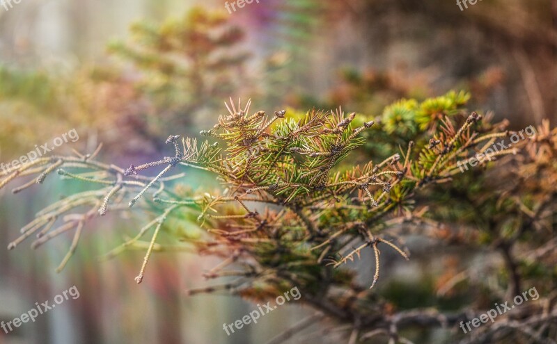 Branch Nature Fir Tree Plant