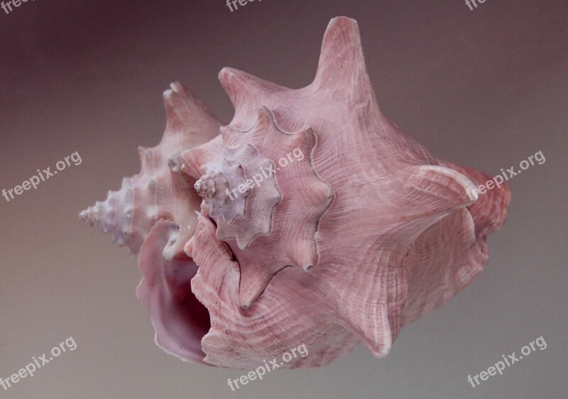 Shell Conch Seashell Beach Marine