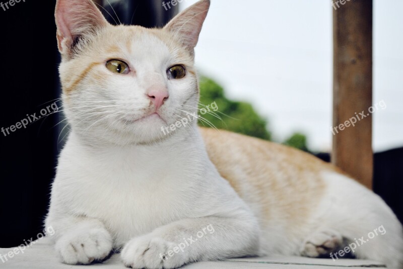 Cat Animal Pet Yellow White Cat Stripes