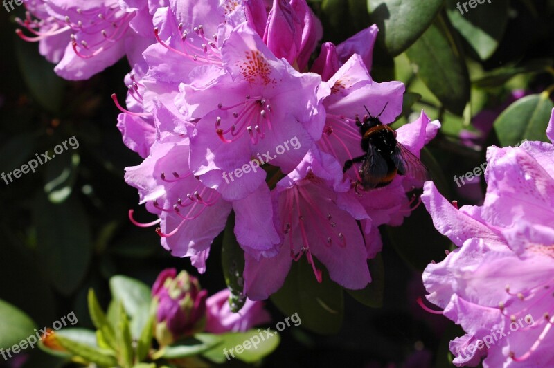 Hummel Flower Purple Flowers Pollination