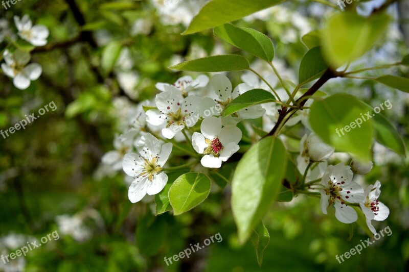 Blossom Flower Fruit Tree Petals