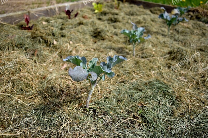 Broccoli Garden Spring Vegetable Fresh