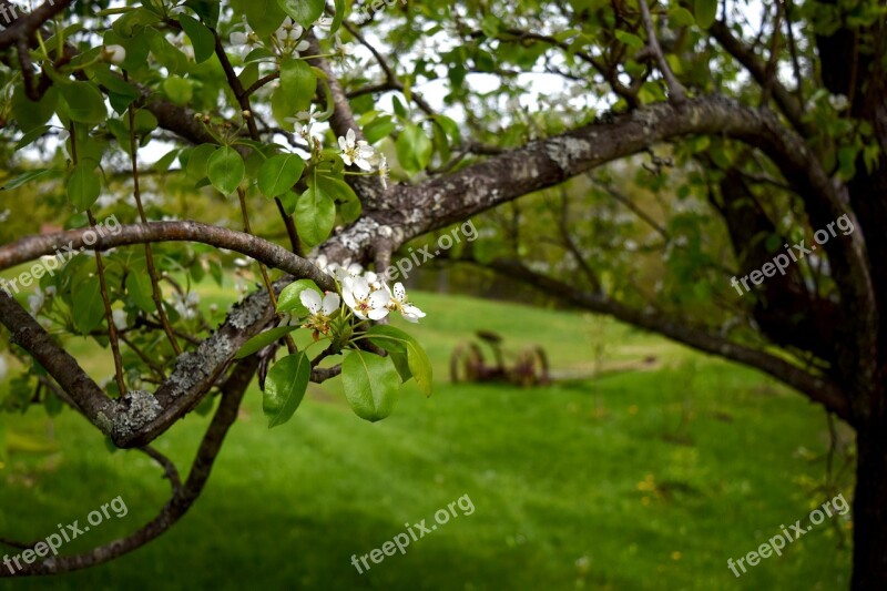 Fruit Tree Blossom Flower Tree Branch