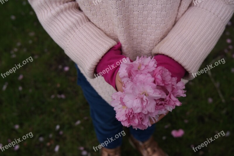 Cherry Blossom Spring Flowers Blossom Cherry