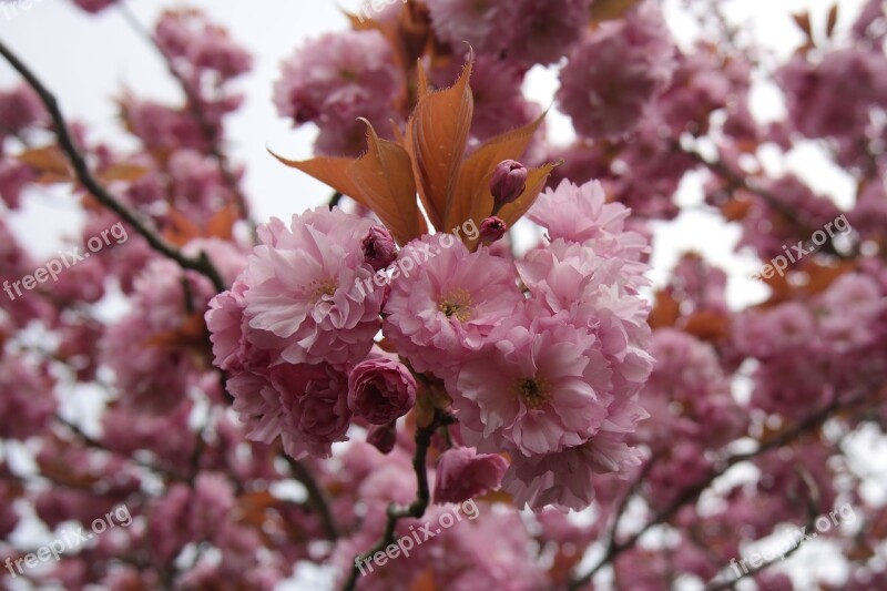 Cherry Blossom Spring Cape Cod Cherry Flowers