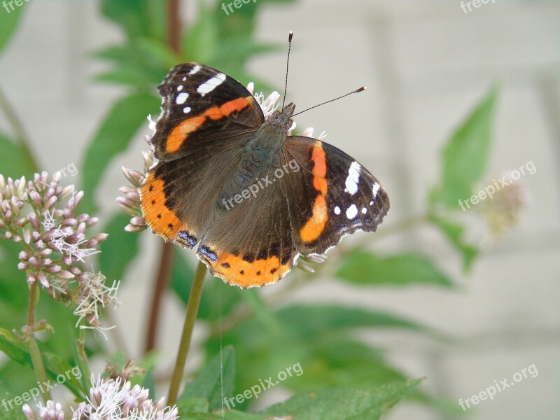 Butterfly Summer Insect Free Photos