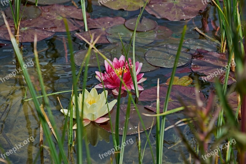 Water Lily Flower Pond Flowering Aquatic