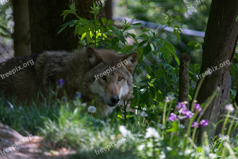 Wolf Flower Forest Nature Summer