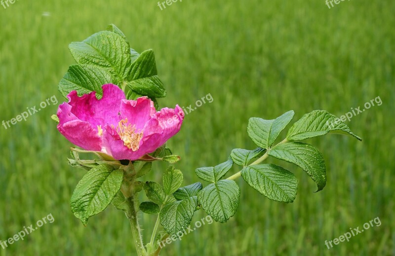 Wild Rose Flower Nature Flowering Free Photos