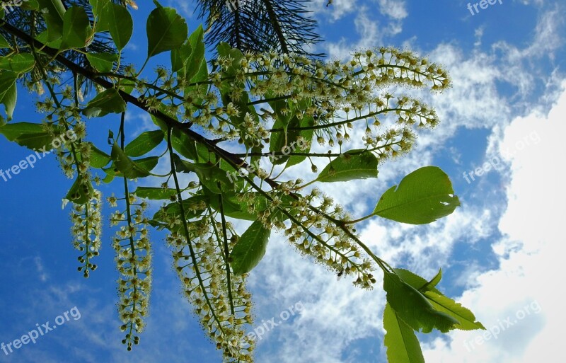 Flowering Inflorescence Sprig Sky Clouds