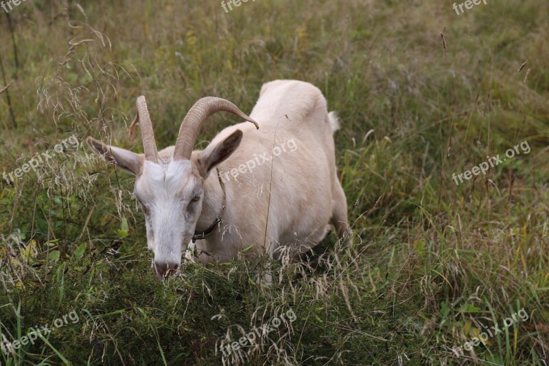 Goat Animal Grass Mammals Nature