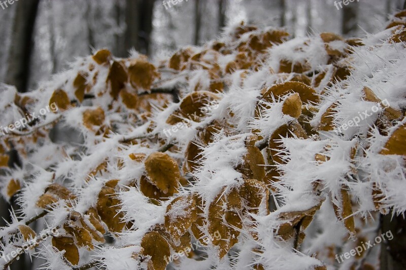 Foliage Ice Cold Winter Frozen