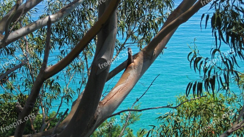 Sea Blue Water Ocean Trees