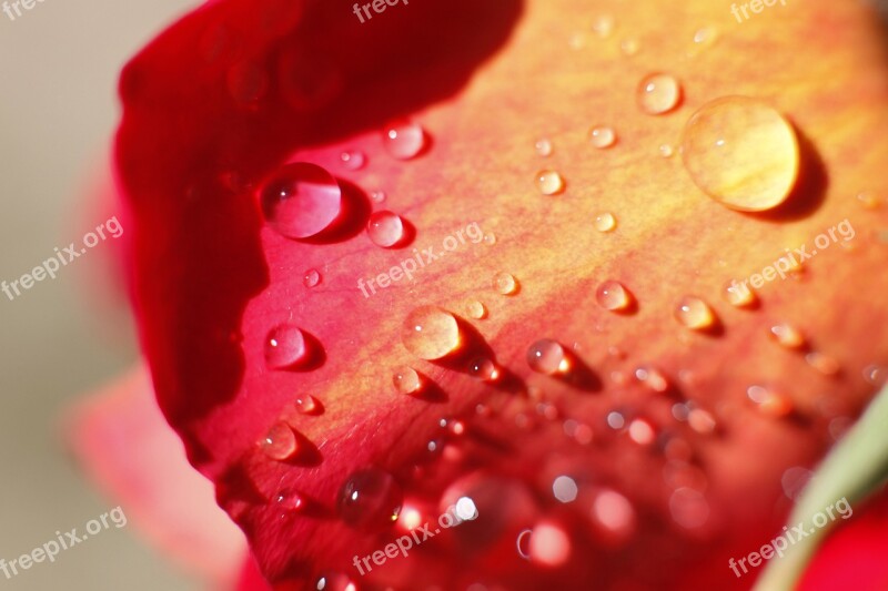 Rosa Love Drop Reflection Romantic