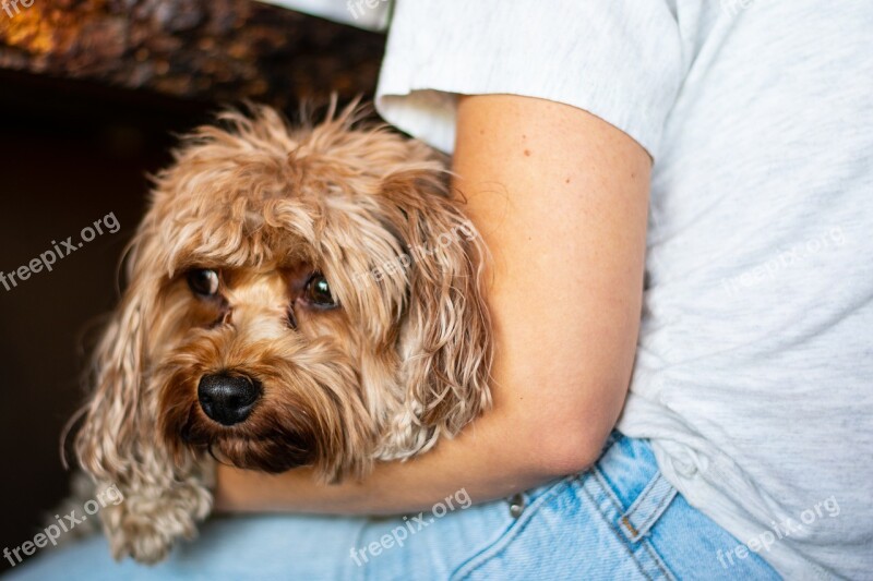 Animal Pet Terrier Dog Puppy