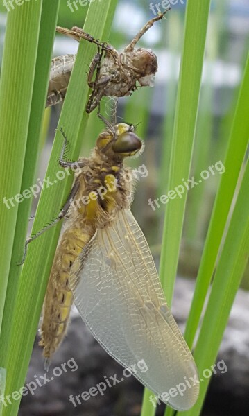 Dragonfly Metamorphosis Larva Nature Pond