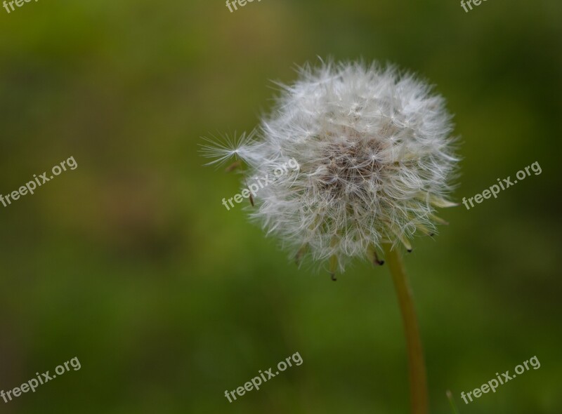 Dandelion Seeds Nature Close Up Flower