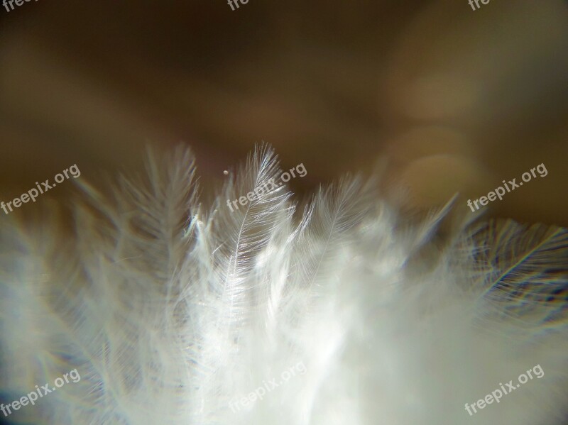 Pen Feathers Background Plumage Nature