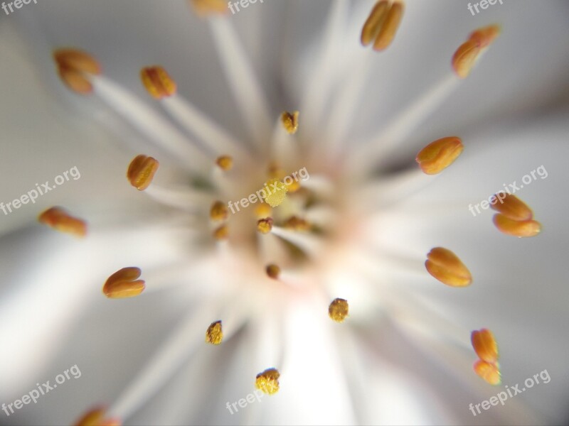 Flower Flowers Pistil White Background