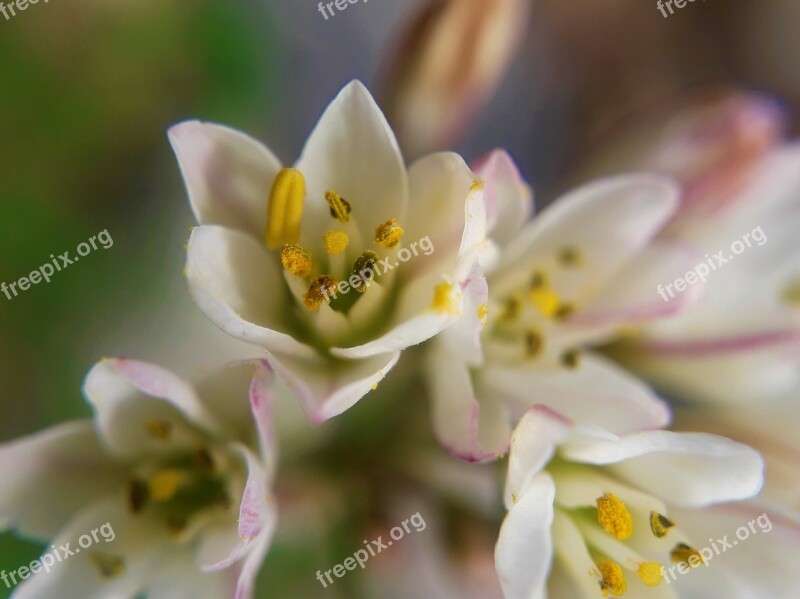 Flower Spring Nature Petals Flowering