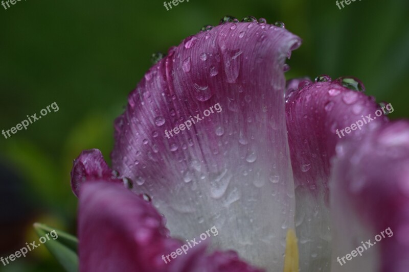 Rain Flower Nature Garden Plant