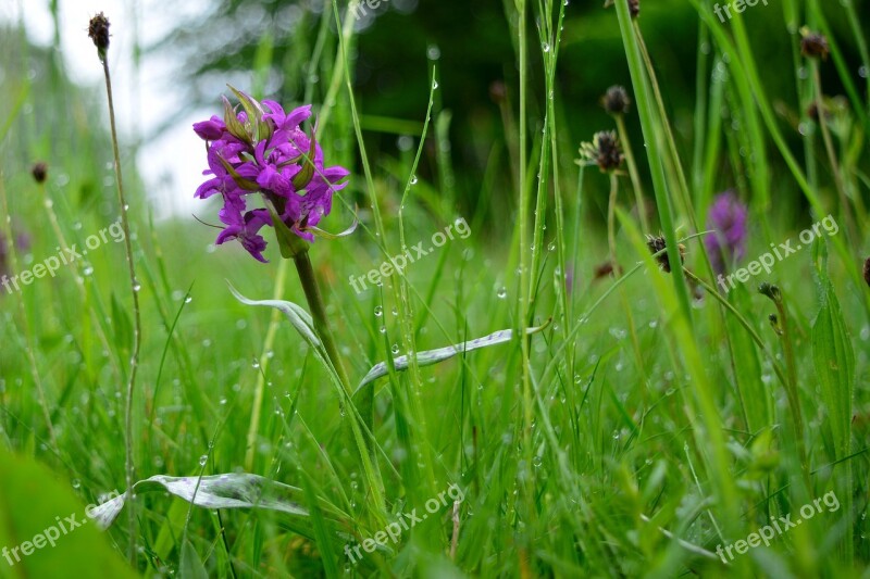 Orchid Close Up Violet Nature Free Photos