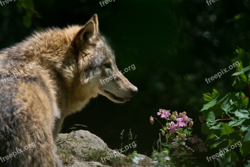 Wolf Zoo Wild Animal Animal World Animals