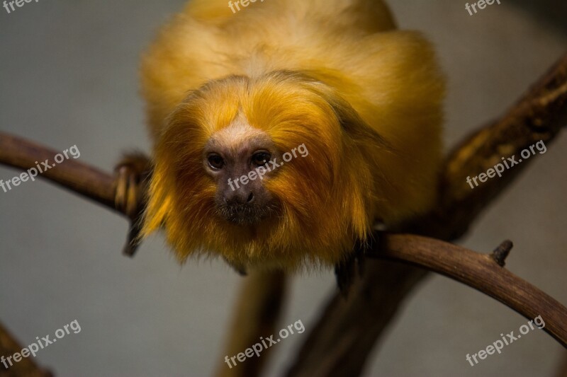 Monkey Zoo Animal Mammal Animal World