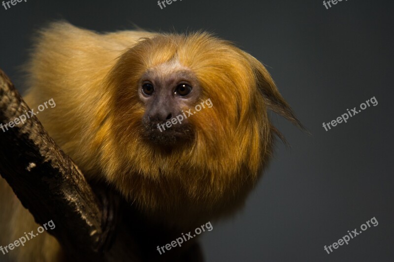 Animal Zoo Wild Animal Monkey Africa