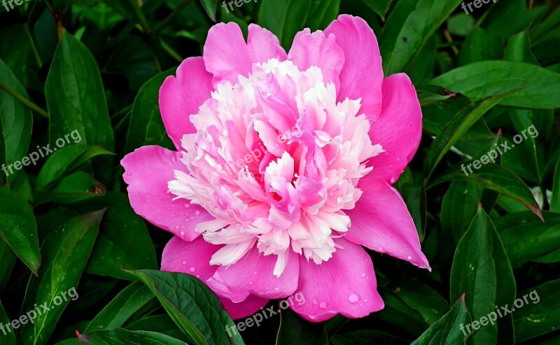 Peony Flower Spring Pink Garden