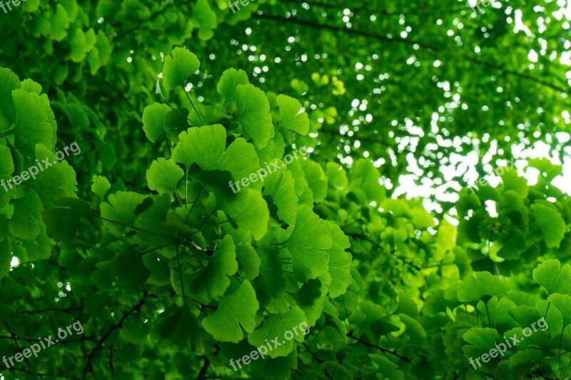 Green Summer Ginkgo Youth Vitality