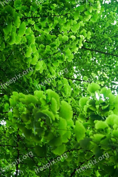 Green Summer Ginkgo Youth Vitality