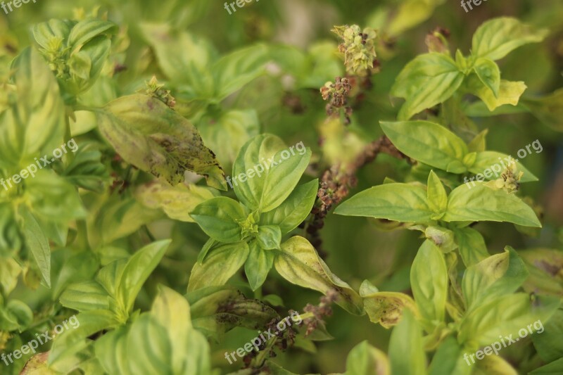 Leaves Leaf Plant Nature Green