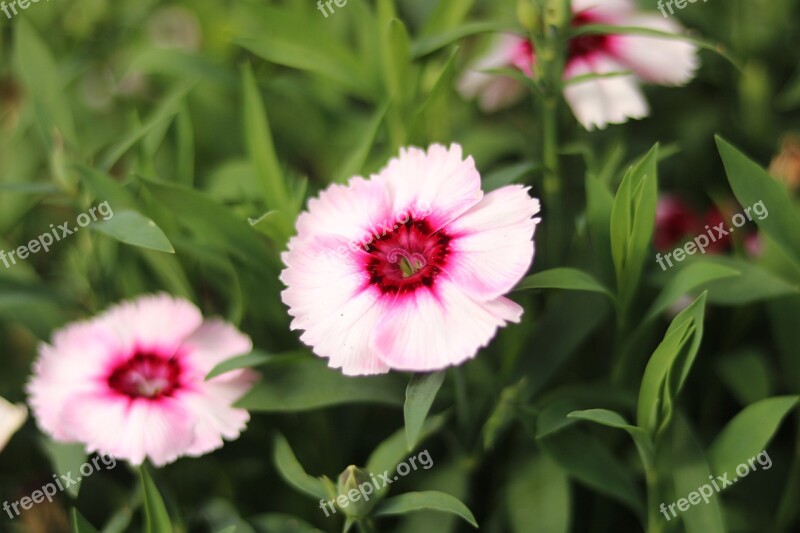 Flower Plant Nature Bloom Blossom