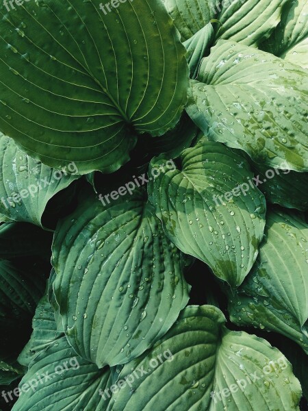 Background Desktop Work Table Greens