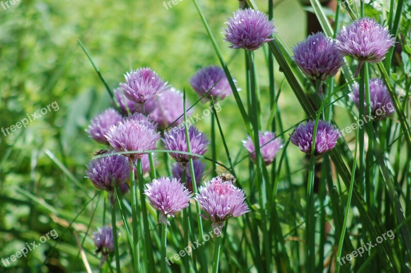 Chive Bloom Aromatic Plant Spezia Free Photos