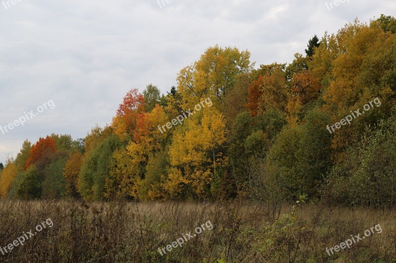 Autumn Forest Nature Trees Landscape