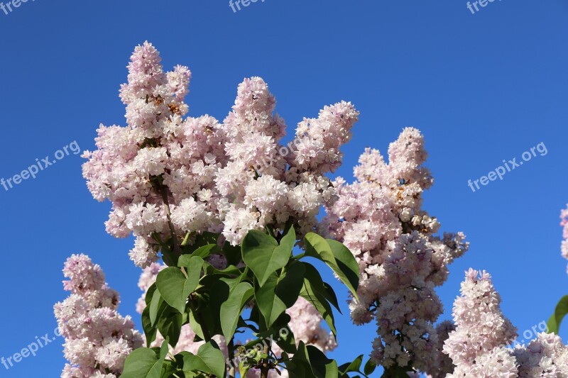 Garden Flowering Floral Botany Flowers