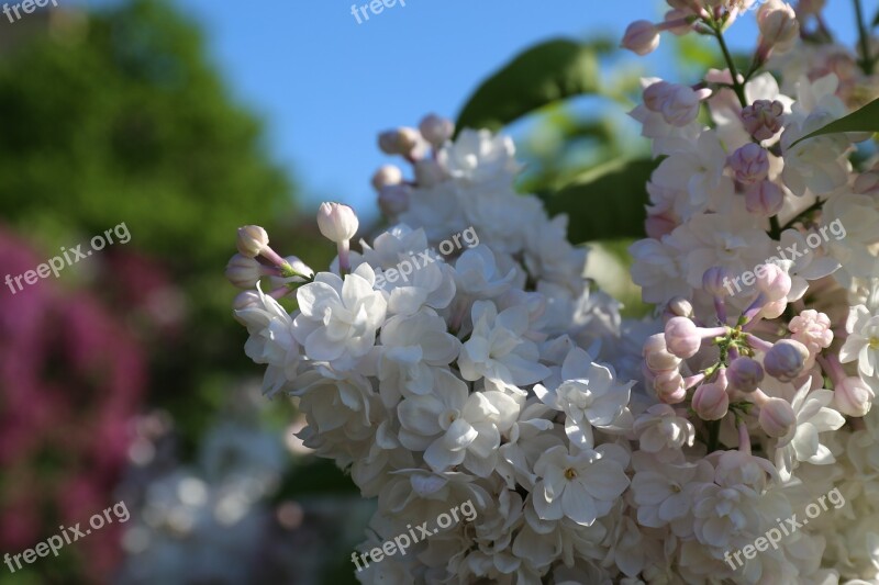 Garden Flowering Floral Botany Flowers