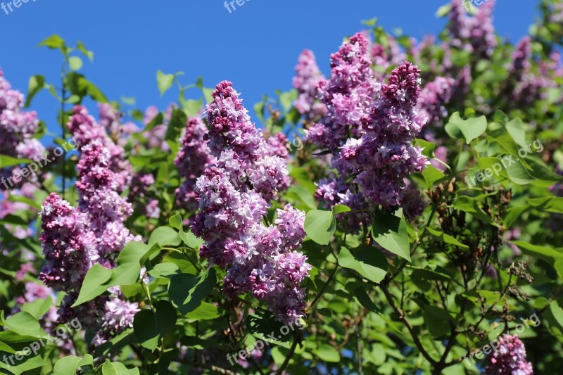 Garden Flowering Floral Botany Flowers