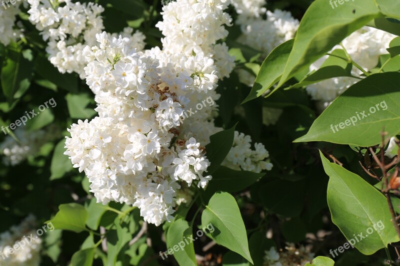 Garden Flowering Floral Botany Flowers