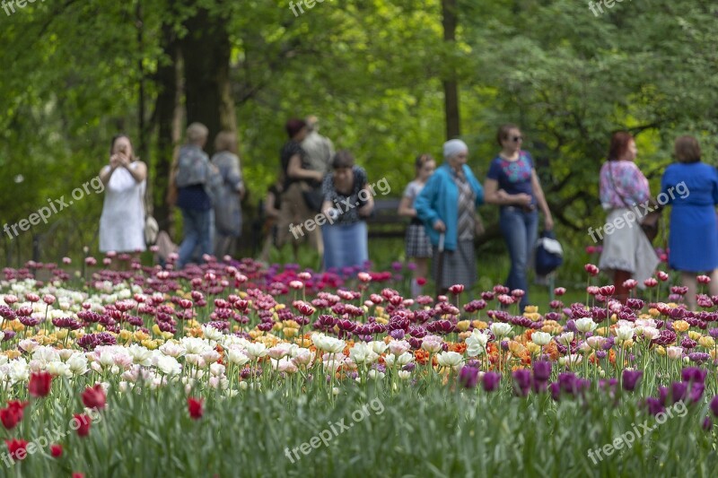 Tulips Festival Spb Peter Russia