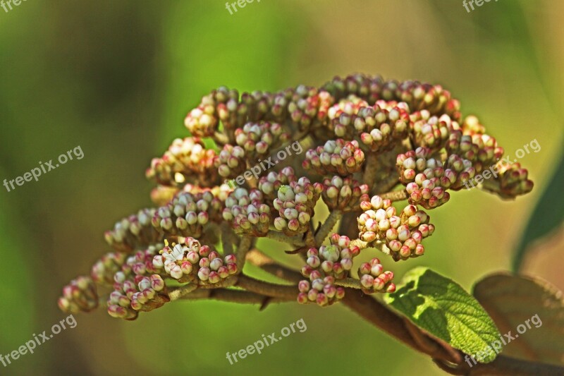 Evergreen Snow Ball Viburnum Tinus Snow Ball Bush Ornamental