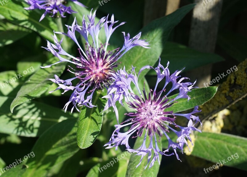 Cornflower Flower Nature Blossom Bloom